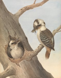 Kookaburra ridente, Dacelo novaeguineae da Neville HP Cayley